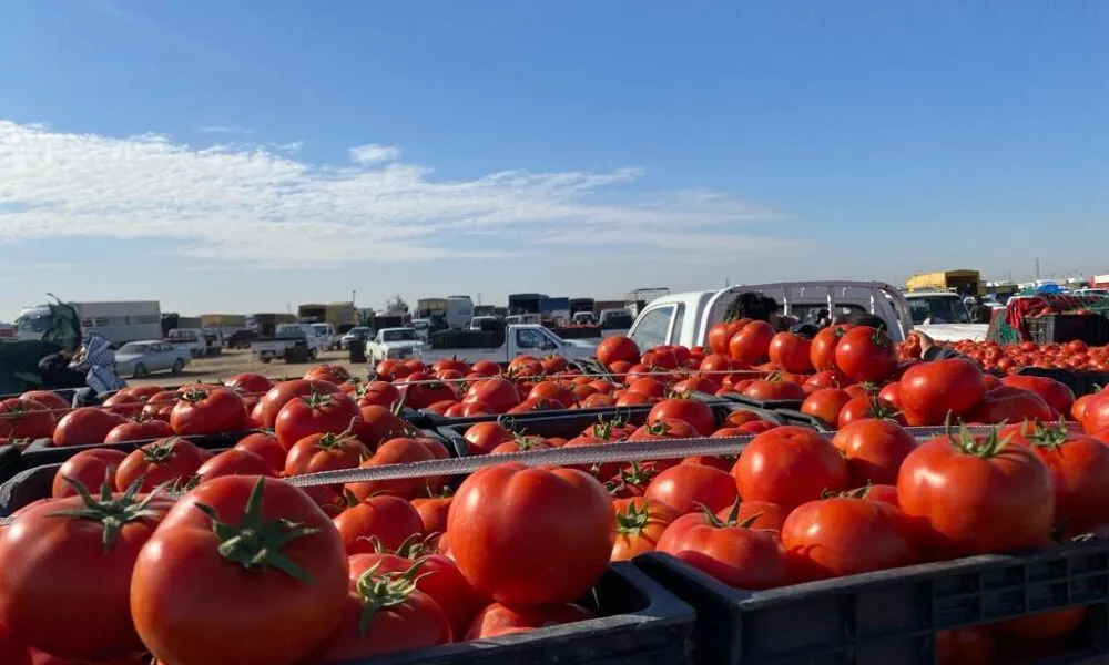 WhatsApp Image 2024 02 15 At 10.50.20 PM