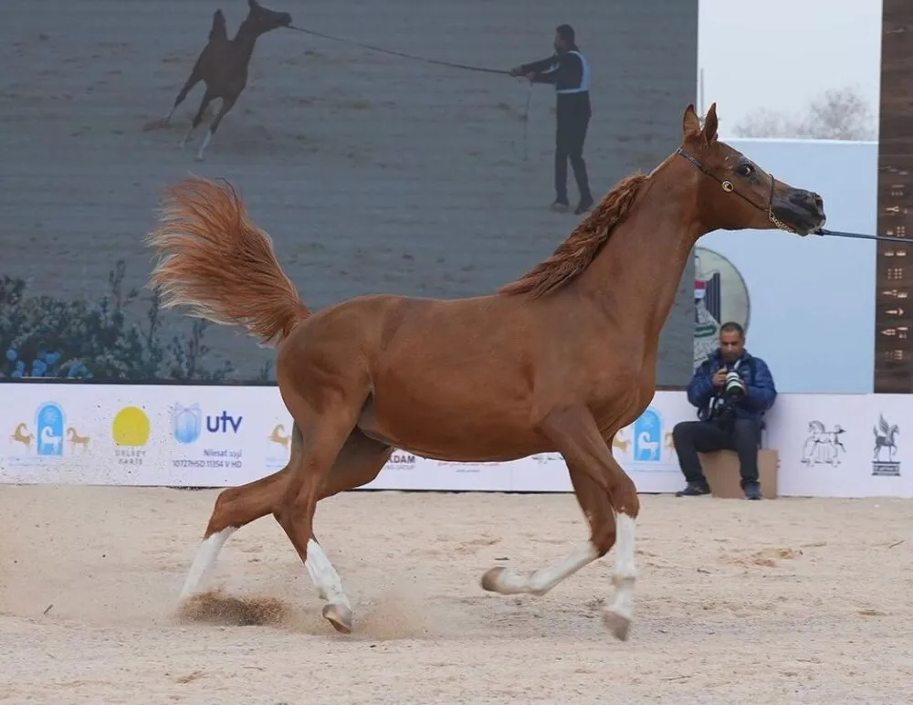 WhatsApp Image 2024 02 16 At 8.35.30 PM 2