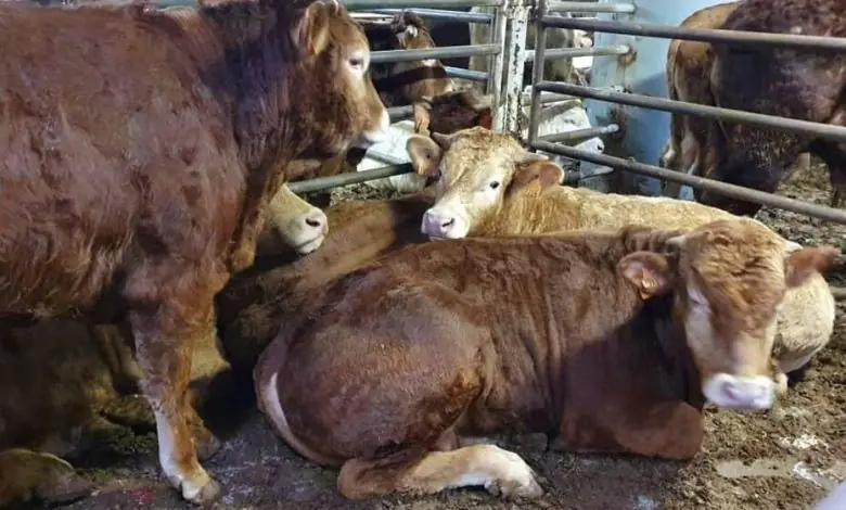 WhatsApp Image 2024 02 26 At 9.15.15 PM