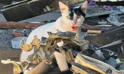 3c00edf0 96bb 4f45 94f1 Db97a7b3f7ac