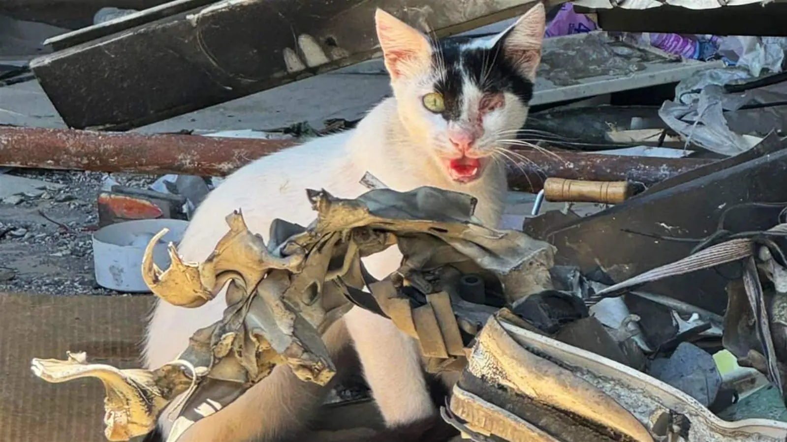 3c00edf0 96bb 4f45 94f1 Db97a7b3f7ac