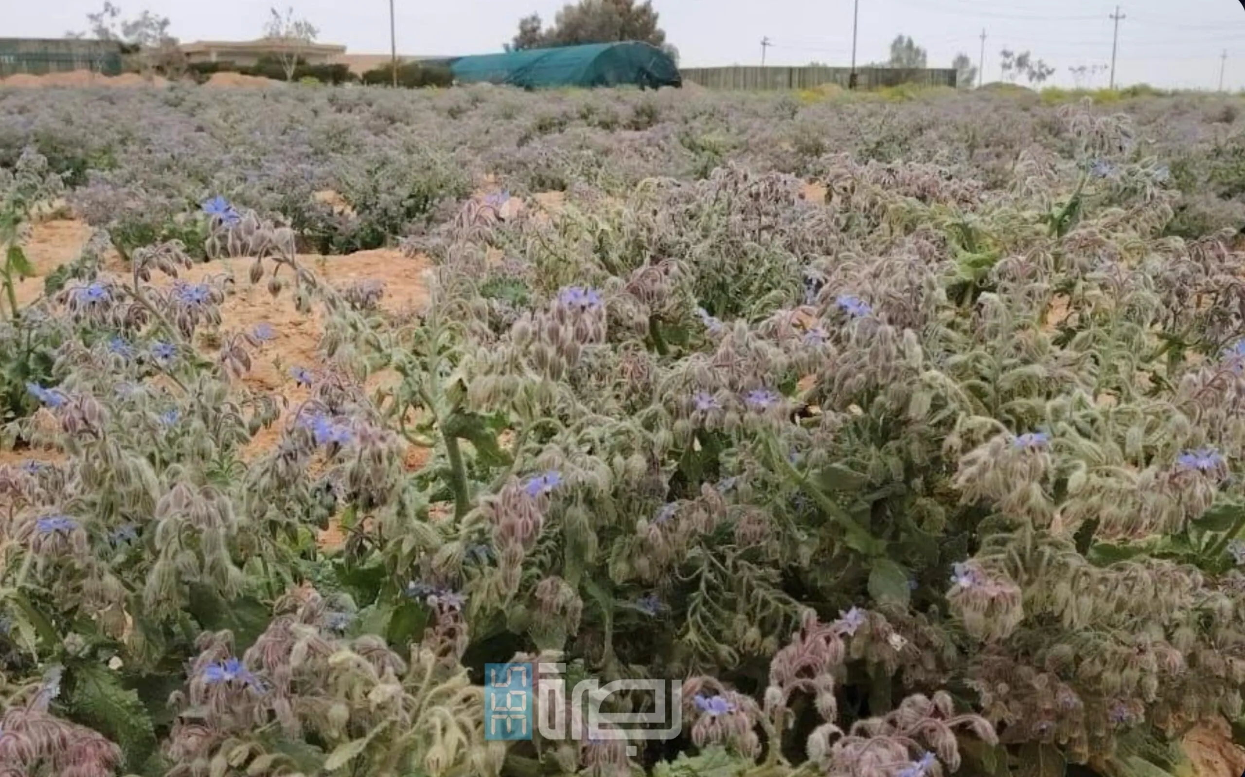 20fd4705 66a5 49c7 835a F1498447da24 Scaled