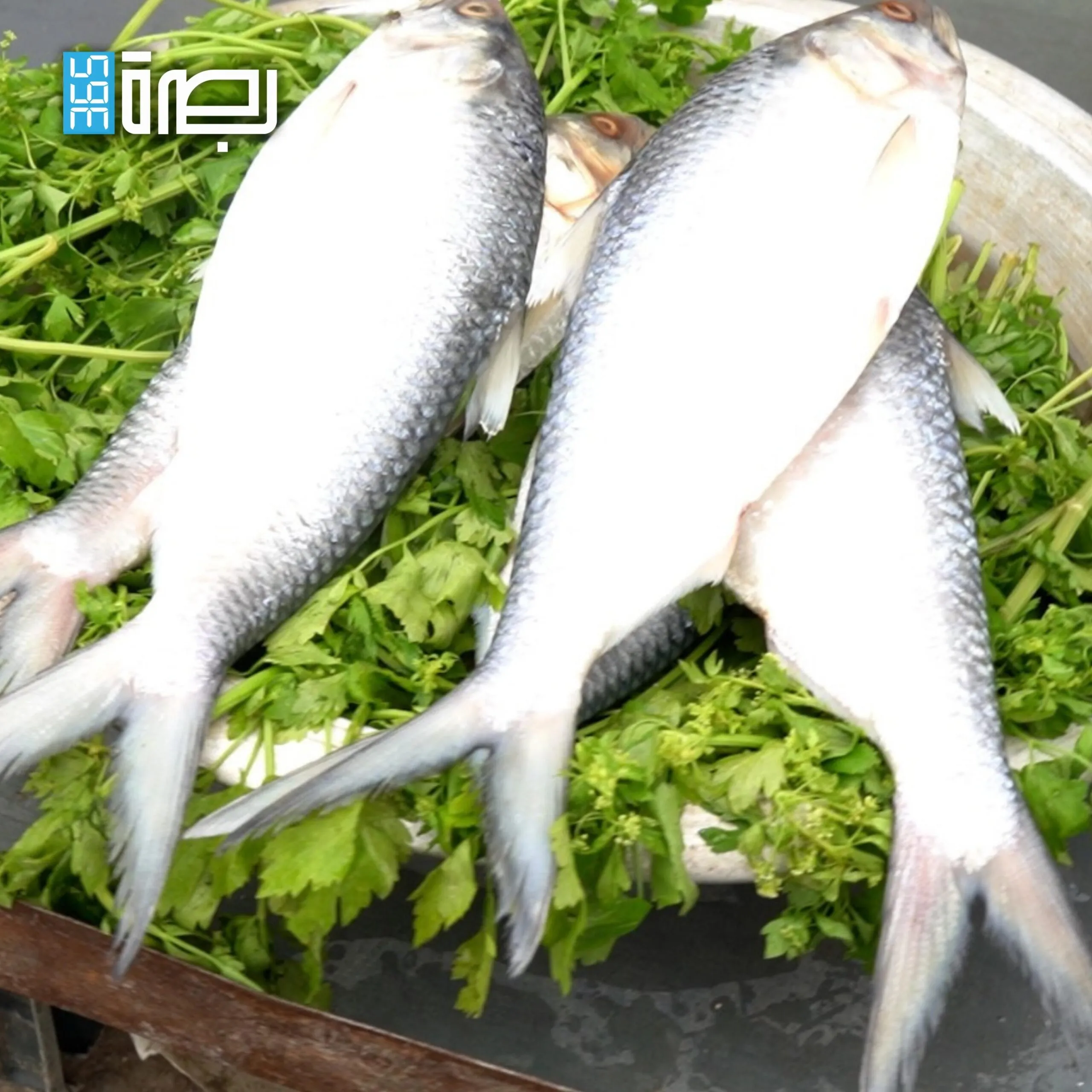 A16e1b11 76d5 4c01 9abd E4b6a99ca1d0 Scaled