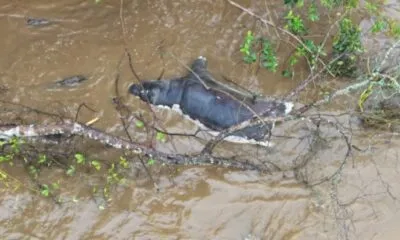 D9666a23 Ced5 407f B24a 6f66c8b259b6