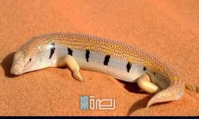 WhatsApp Image 2025 06 11 At 4.49.44 PM