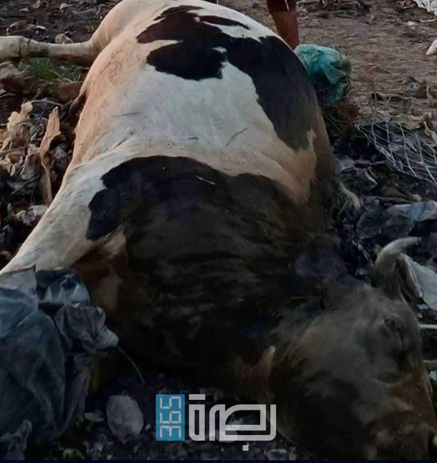 WhatsApp Image 2025 06 12 At 7.08.49 PM