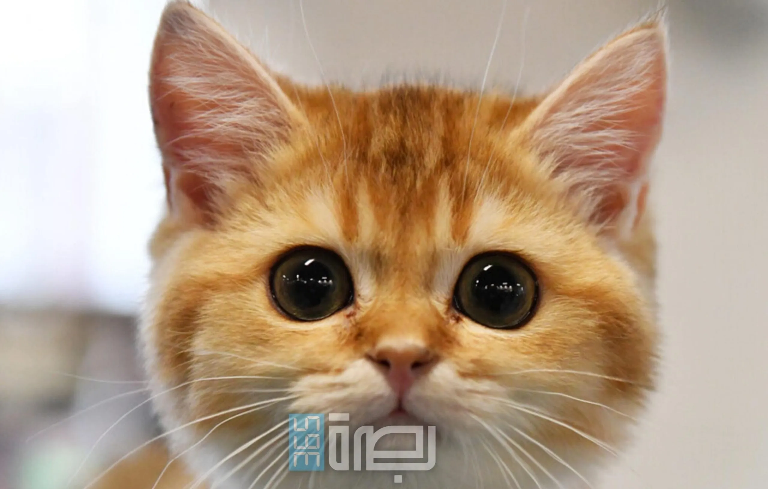 A3fe9b84 2f94 4ea3 B3fa F5c2e3d91f71 Scaled