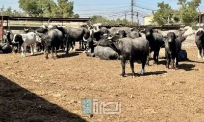 WhatsApp Image 2025 07 28 At 9.54.14 PM