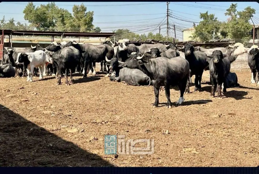 WhatsApp Image 2025 07 28 At 9.54.14 PM